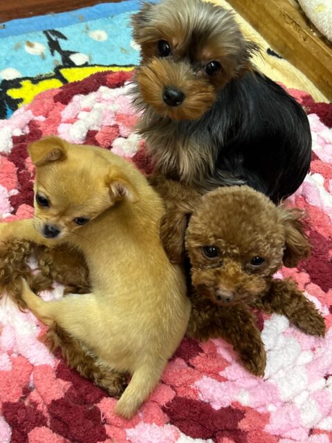 コミュ力おばけのハムちゃん🤣💕💕
もうジョーくんをたぶらかしたんだろか🤭
かわいい🩷
#dogsalonakiba
#ドッグサロンアキバ
#スタッフドッグの日常
#新キャラ登場😆
#お顔のキャラも好き🤭