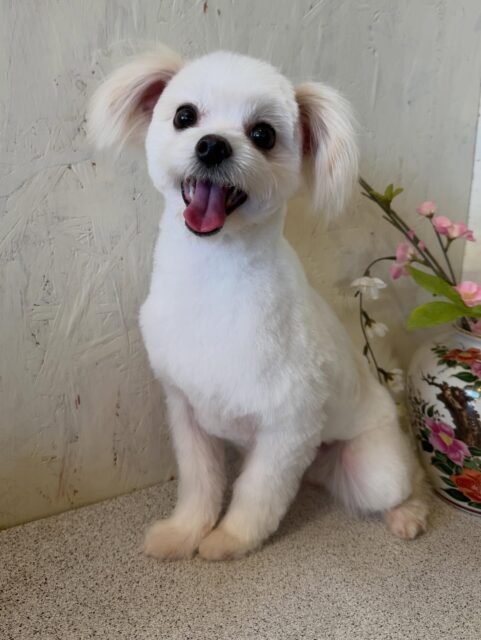 ロイくんです✨
#dogsalonakiba
#ドッグサロンアキバ
#北斗市トリミング
#ミックス犬🐶
#高濃度炭酸泉