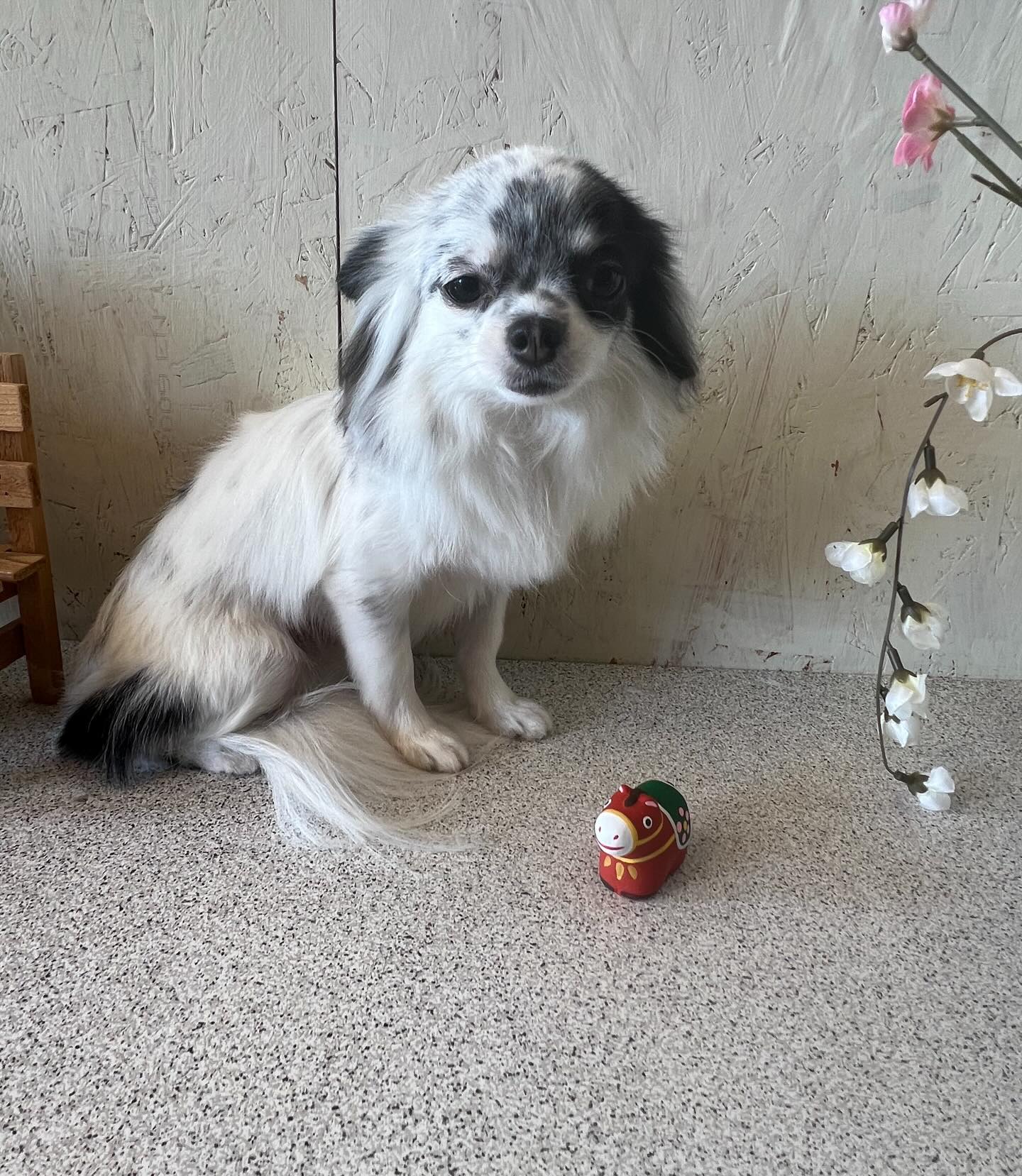 パンちゃんです✨
#dogsalonakiba
#ドッグサロンアキバ
#北斗市トリミング
#ロングコートチワワ
#高濃度炭酸泉