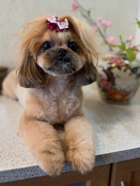 めごちゃんです✨
#dogsalonakiba
#ドッグサロンアキバ
#北斗市トリミング
#ミックス犬🐶
#楽しいね🥰💕