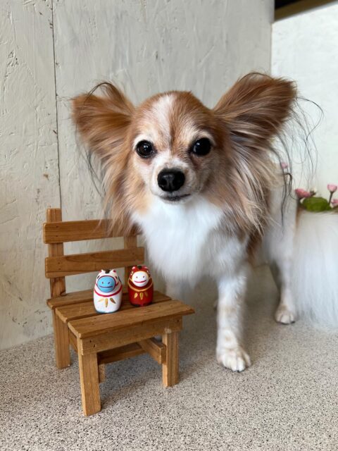 トーイくんです✨
#dogsalonakiba
#ドッグサロンアキバ
#北斗市トリミング
#パピヨン
#キメ顔✨