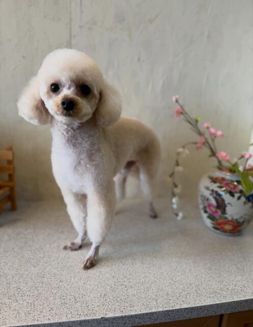 むぎちゃんです✨
#dogsalonakiba
#ドッグサロンアキバ
#北斗市トリミング
#トイプードル
#オテオカワリありがと💕