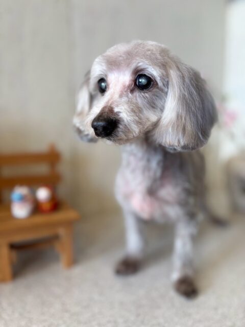 ココちゃんです✨
#dogsalonakiba
#ドッグサロンアキバ
#北斗市トリミング
#ミックス犬🐶
#高濃度炭酸泉