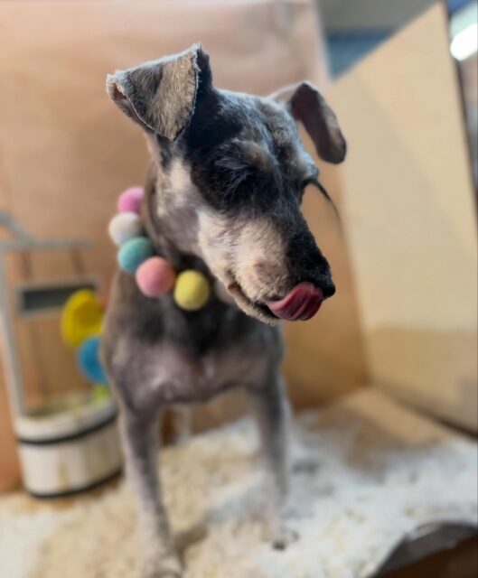 まるくんです✨
#dogsalonakiba 
#ドッグサロンアキバ
#ミニチュアシュナウザー
#高濃度炭酸泉