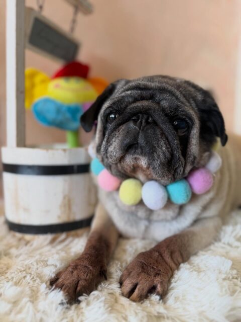 ダイヤちゃんです✨
#dogsalonakiba 
#ドッグサロンアキバ
#パグ
#フルコース
#トリミング好きみたいです🥰