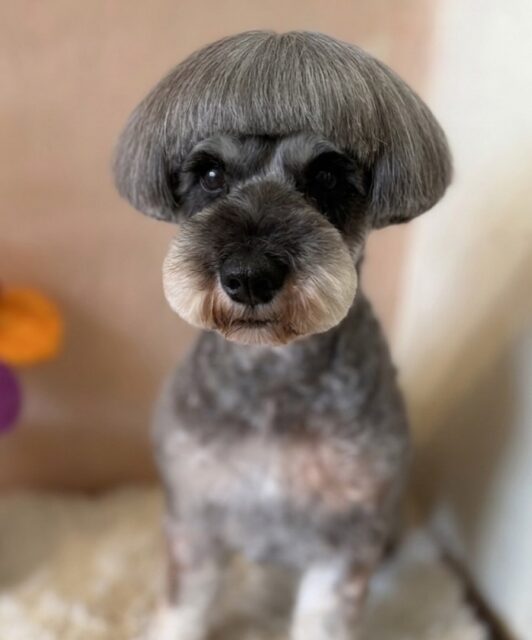 ウィッグ欲しいね💕🤭
#dogsalonakiba 
#ドッグサロンアキバ
#スタッフドッグで遊ぶ