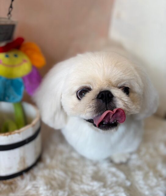 イヴちゃんです✨
#dogsalonakiba 
#ドッグサロンアキバ
#ペキニーズ
#フルコース🛀
#真っ白もふもふ犬 🥰