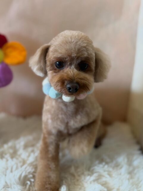 くまぷーちゃんです✨
#dogsalonakiba 
#ドッグサロンアキバ
#トイプードル
#高濃度炭酸泉