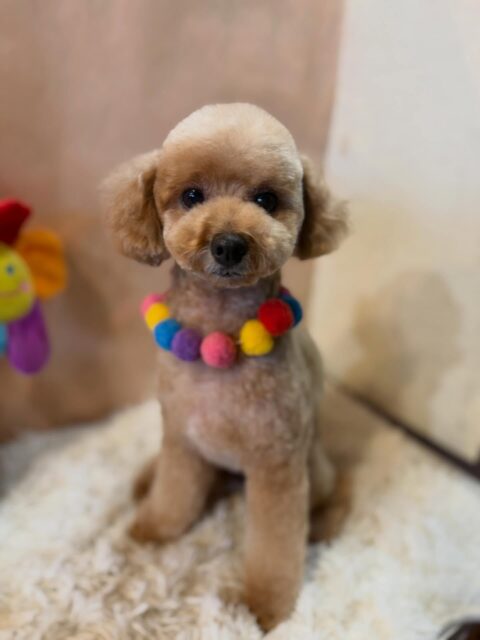 おんぷちゃんです✨
#dogsalonakiba 
#ドッグサロンアキバ
#トイプードル
#高濃度炭酸泉
