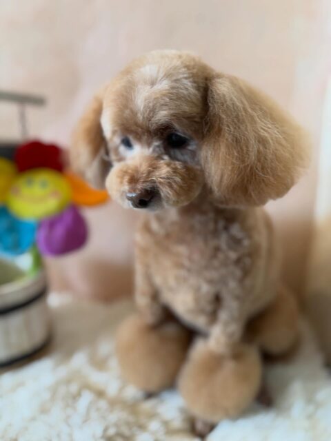 アイリちゃんです✨
#dogsalonakiba 
#ドッグサロンアキバ
#トイプードル
#フルコース🛀