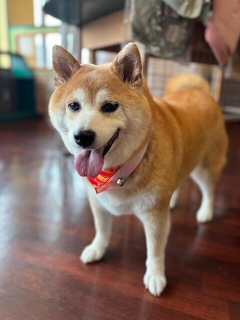 りんちゃんです✨
#dogsalonakiba 
#ドッグサロンアキバ
#柴犬
#高濃度炭酸泉