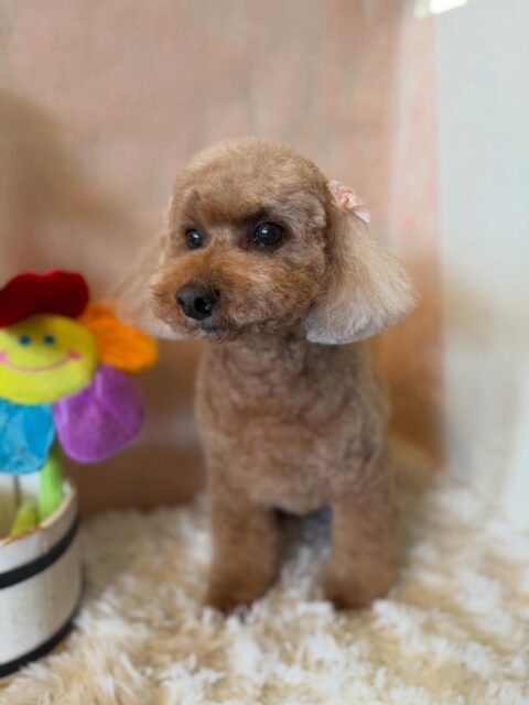 夢ちゃんです✨
#dogsalonakiba
#ドッグサロンアキバ
#トイプードル
#マイクロバブルス温浴+クレンジング🛀
#ご馳走様です🙏