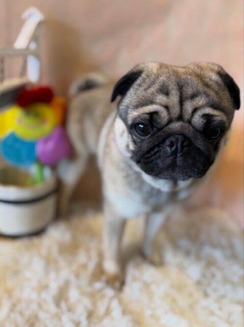 まるくんです✨
#dogsalonakiba
#ドッグサロンアキバ
#パグ
#フルコース🛀
#ポンデパグ💕🤭