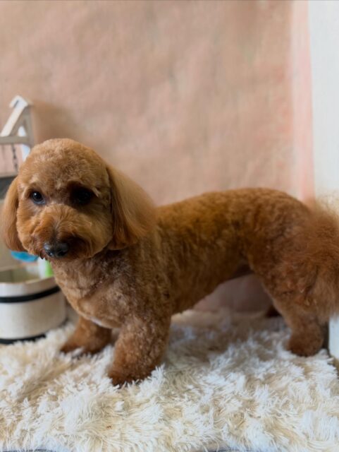 マロンちゃんです✨
#dogsalonakiba
#ドッグサロンアキバ
#ミックス犬🐶
#LEADシャンプー普通肌🧴
#シャンプー変えて暫く臭くならない!😆との感想👍🏻