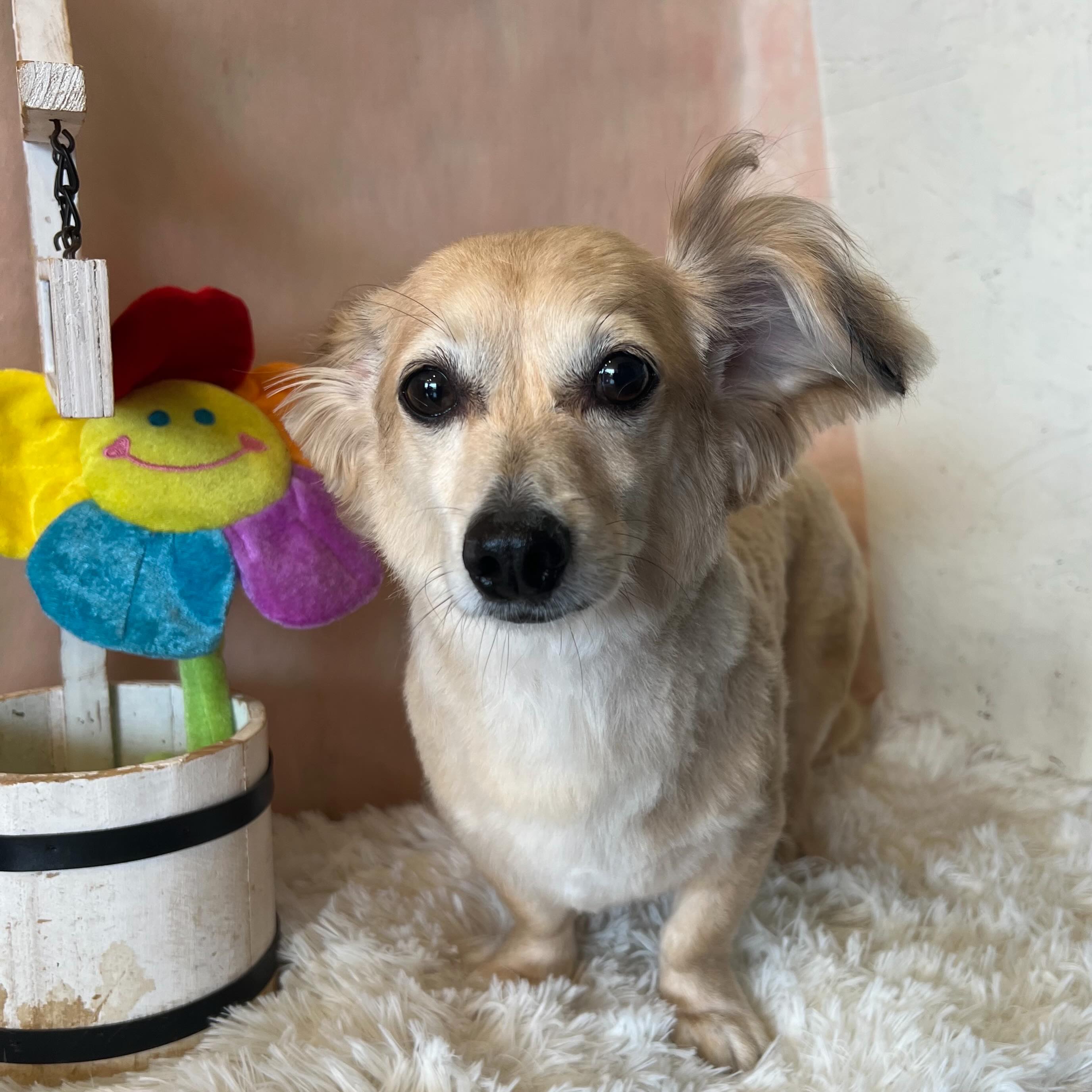 ハピちゃんです✨
#dogsalonakiba
#ドッグサロンアキバ
#ミックス犬🐶
#高濃度炭酸泉