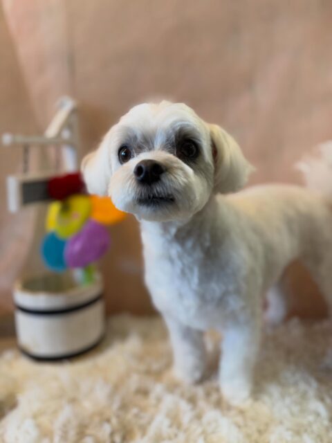 ココくんです✨
#dogsalonakiba
#ドッグサロンアキバ
#マルチーズ
#フルコース🛀
#明日帰れるよー💕