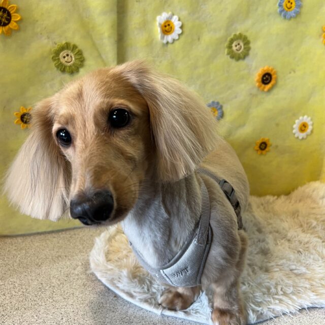 くーちゃんです✨
#dogsalonakiba 
#ドッグサロンアキバ
#ミニチュアダックス
#高濃度炭酸泉