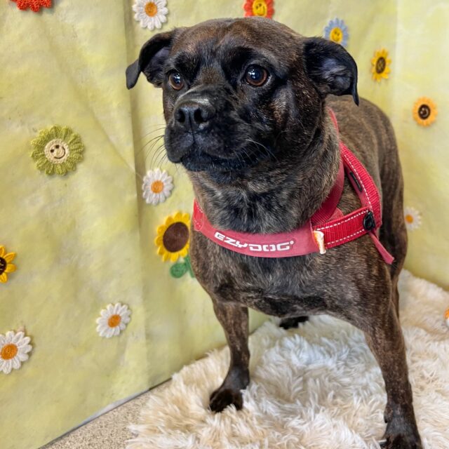 きなこちゃんです✨
#dogsalonakiba 
#ドッグサロンアキバ
#ミックス犬🐶
#高濃度炭酸泉