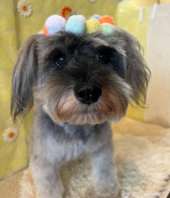 ミントちゃんです✨
#dogsalonakiba 
#ドッグサロンアキバ
#ミニチュアシュナウザー
#leadシャンプー普通肌🧴 
#グルーミングご利用です💕