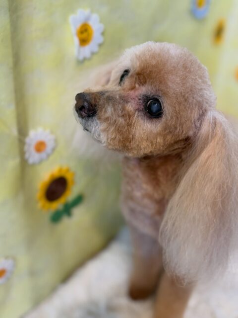 メリーちゃんです✨
#dogsalonakiba 
#ドッグサロンアキバ
#トイプードル
#高齢犬トリミング🐾 
#高濃度炭酸泉