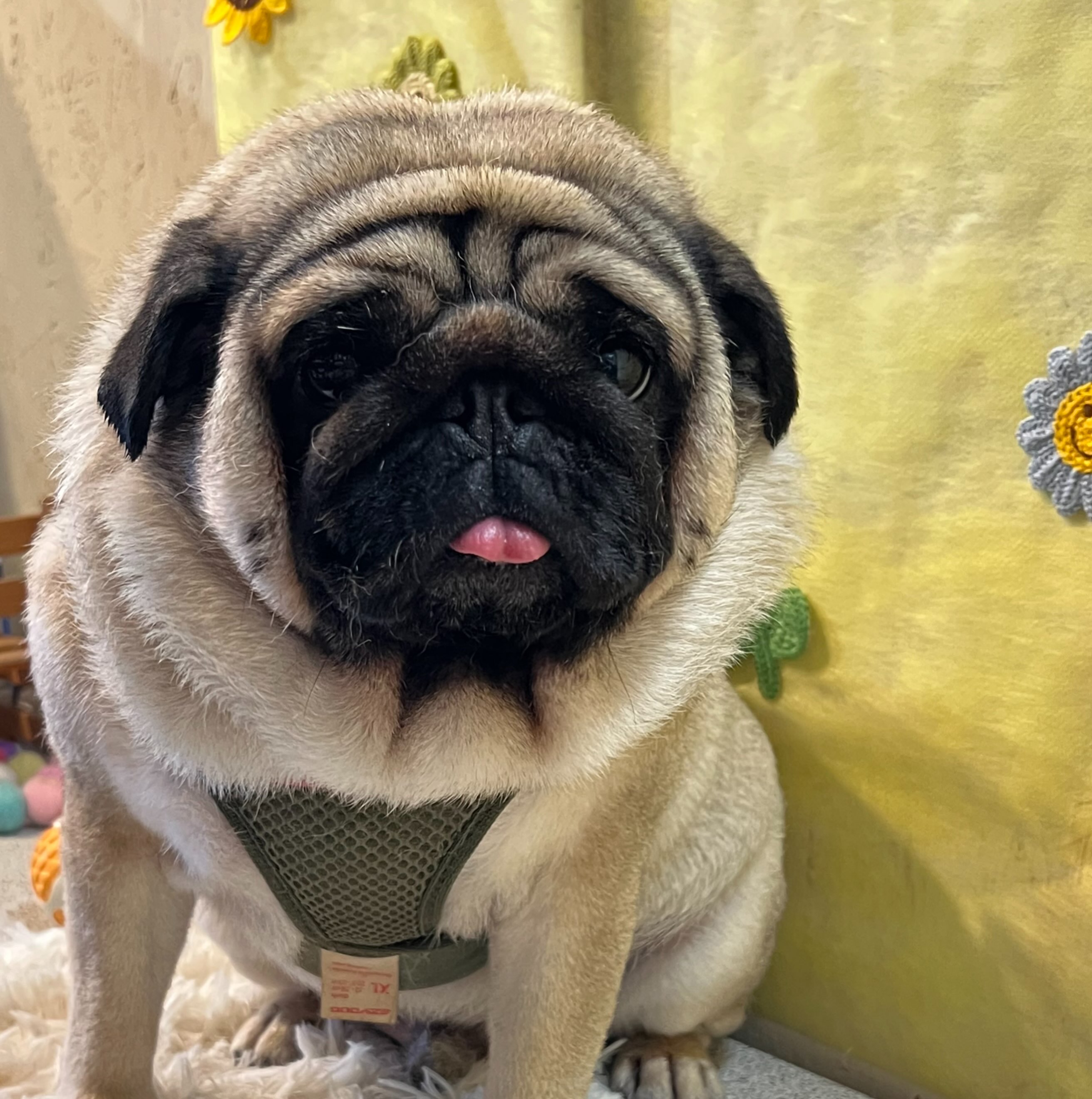 くーちゃんです✨
#dogsalonakiba 
#ドッグサロンアキバ
#パグ😋
#高濃度炭酸泉