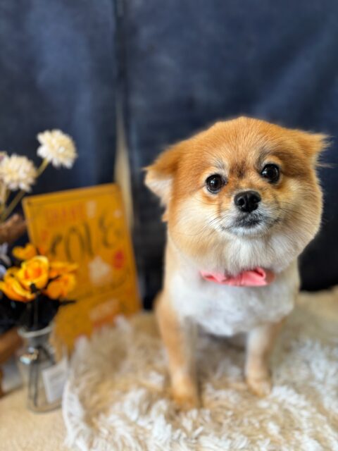 モカちゃんです✨
#dogsalonakiba
#ドッグサロンアキバ
#ミックス犬🐶
#高濃度炭酸泉