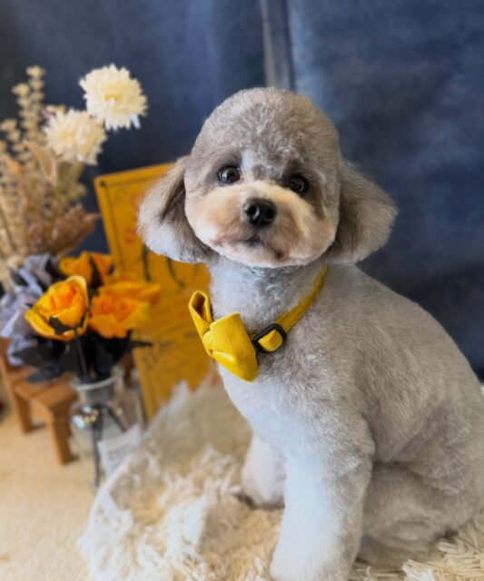 いちごちゃんです✨
#dogsalonakiba 
#ドッグサロンアキバ
#トイプードル
#高濃度炭酸泉