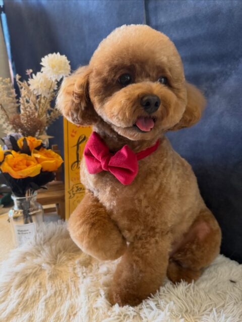 ラブくんです✨
#dogsalonakiba 
#ドッグサロンアキバ
#トイプードル
#フルコース🛀
#ずっとかわいいオテ🥰