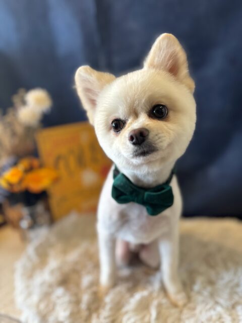 ハクちゃんです✨
#dogsalonakiba 
#ドッグサロンアキバ
#ポメラニアン
#高濃度炭酸泉