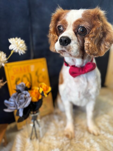 いまるちゃんです✨
#dogsalonakiba 
#ドッグサロンアキバ
#キャバリア
#高齢犬トリミング🐾