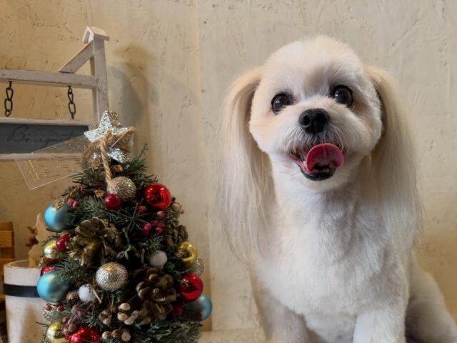 姫ちゃんです✨
#dogsalonakiba 
#ドッグサロンアキバ　
#北斗市トリミング
#ミックス犬🐶
#高濃度炭酸泉