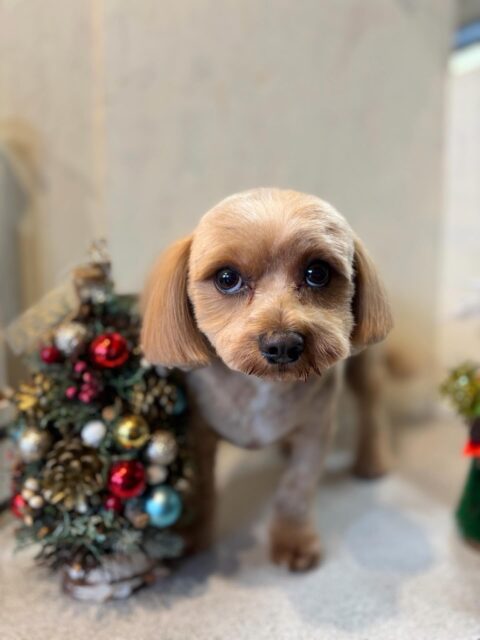 チビちゃんです✨
#dogsalonakiba 
#ドッグサロンアキバ　
#北斗市トリミング　
#ミックス犬🐶
#高濃度炭酸泉