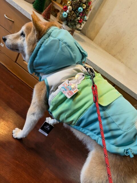 こたろうくんです✨
#dogsalonakiba 
#ドッグサロンアキバ
#北斗市トリミング
#柴犬
#高濃度炭酸泉
#アウター買ってもらったよ🥰👍
#寒がりさん 🤭