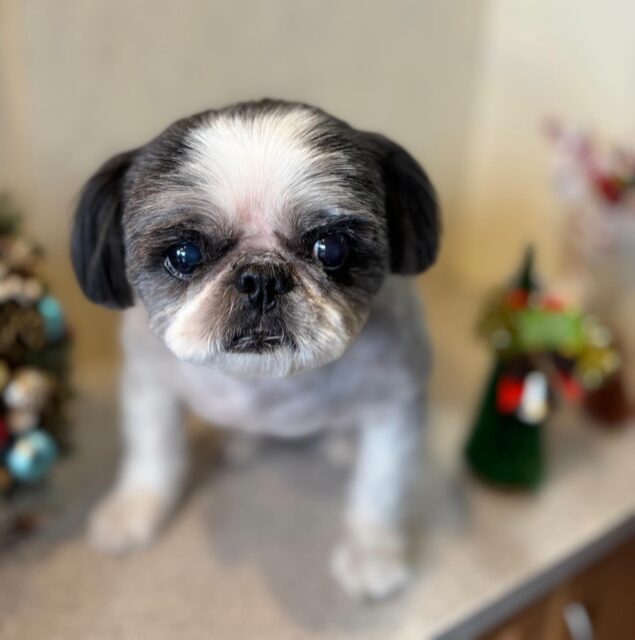 セボンちゃんです✨
#dogsalonakiba 
#ドッグサロンアキバ　
#北斗市トリミング
#ミックス犬🐶　
#高濃度炭酸泉