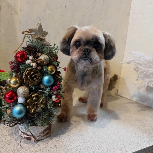 ひめちゃんです✨
#dogsalonakiba 
#ドッグサロンアキバ
#北斗市トリミング
#ミックス犬🐶
#高濃度炭酸泉