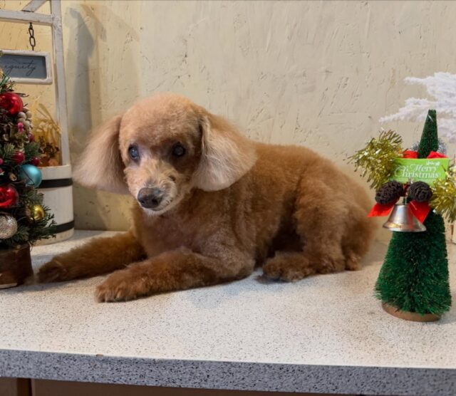 チップくんです✨
#dogsalonakiba 
#ドッグサロンアキバ
#北斗市トリミング
#トイプードル
#高齢犬トリミング🐾 
#高濃度炭酸泉