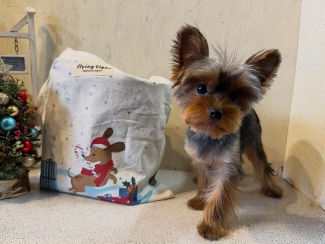 ロッタ、ベス、ようこさんに会いに来てくれました💕
いつも遠くから会いに来てくださって🥰
お土産もありがとうございます🙇‍♀️🎅
#dogsalonakiba 
#ドッグサロンアキバ
#ヨークシャテリア
#ロッタがママになるその日までお待ち下さい🫶🏻