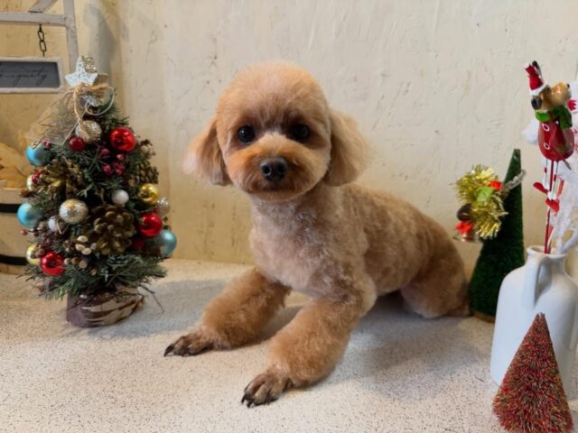 くまぷーちゃんです✨
#dogsalonakiba 
#ドッグサロンアキバ　　
#北斗市トリミング
#トイプードル　　
#高濃度炭酸泉